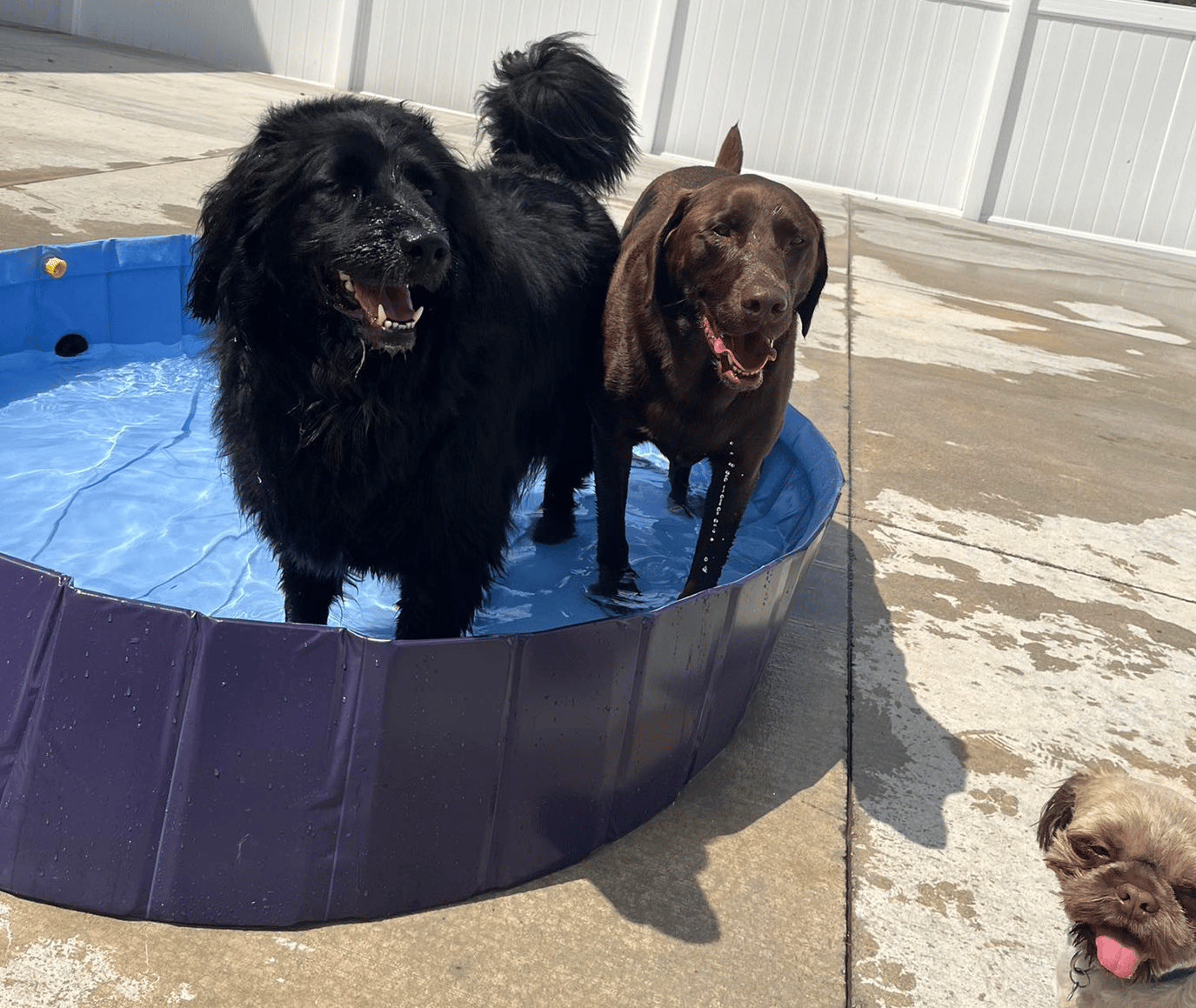 How Clippin House Turned a 4-Kennel Start into a Full-Service Resort